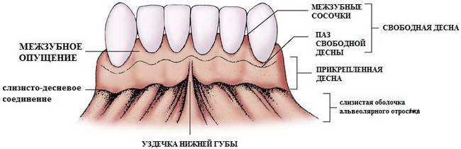 Схема десен. Строение зуба в Десне анатомия. Строение альвеолярной десны. Десна строение десневых борозд. Нижняя челюсть Десна анатомия строение.