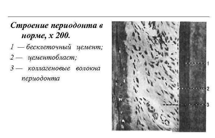 Схема структурной организации периодонтальной связки