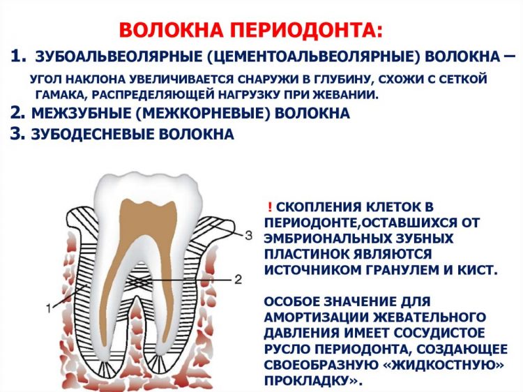 Схема структурной организации периодонтальной связки