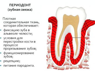 периодонт зуба