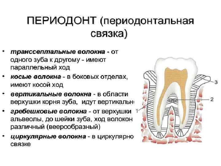 Схема структурной организации периодонтальной связки